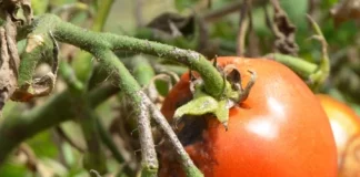 Tomato Early Blight