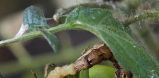 Tomato Fruit Borer Symptoms, Impact and Control