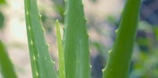 How to Start a Profitable Aloe Vera Farming Business