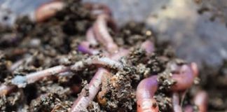 Step-by-Step Guide for Making a Good Vermicompost