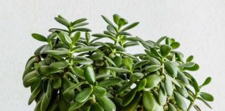 Essential Tips for Healthy Jade Plants