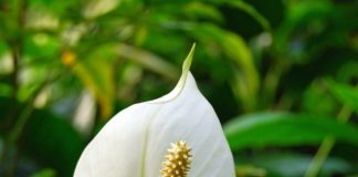 How to grow peace lily at home