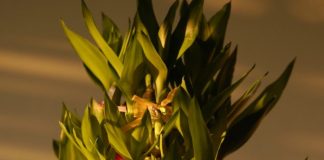 How to Grow and Shape Lucky Bamboo Indoors
