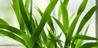 How to Grow and Shape Lucky Bamboo Indoors