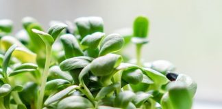 Tips on How to Start Microgreens Business At Home