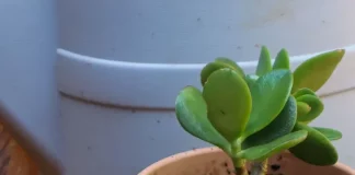 How To Propagate Jade Plant Cuttings