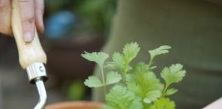 How to Grow Coriander at Home