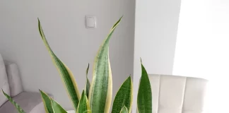 7 Most Common Snake Plant Problems and Their Solution