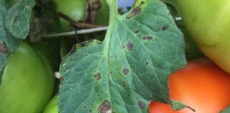 5 best chemicals to control early blight in Tomato