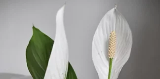 Explore Various Benefits of Having a Peace Lily Plant