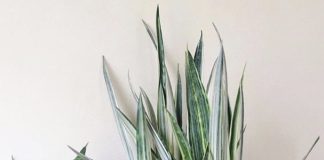 Get to Know About The Different Types of Snake Plants