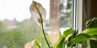 Basic Steps to Revive Your Drooping Peace Lily Plant