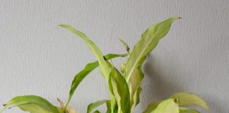 basic steps to revive your drooping peace lily plant