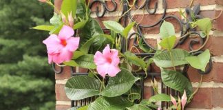 How to Grow and Care for a Mandevilla Plant