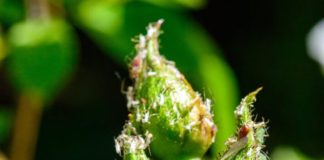 Five Natural Remedies to Control Aphids on Rose Plants