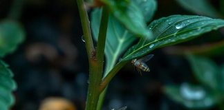 Common Winter Pests on Crops- Tips to Keep Them Away