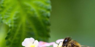 Find Out How to Grow a Garden That Pollinators Love