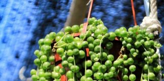 Top 10 Best Hanging Succulents for your Home Garden