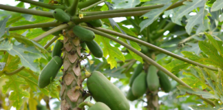 Papaya Cultivation A Comprehensive Guide for Farmers