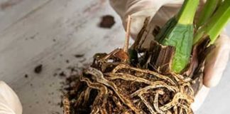 How to Identify and Prevent Root Rot in Potted Plants