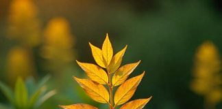 How to Identify and Treat Yellowing Leaves in Plants