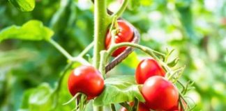 How to grow Tomatoes at your Home Garden