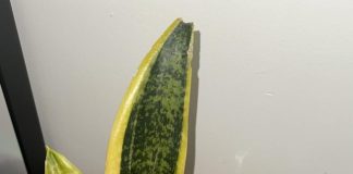 Reviving Your Snake Plant- Common Problems and Fixes