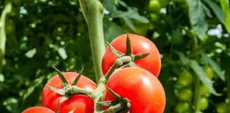 Hydroponic Tomato Farming A Step-by-Step Guide