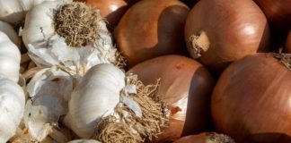 Why Winter is Perfect for Planting Garlic and Onions