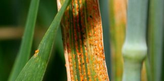 Yellow Rust in Wheat Understanding the Disease and Its Impact