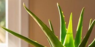 Top 5 Healing Benefits of Aloe Vera and How to Grow It