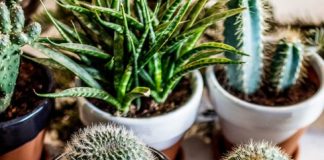 Instagram Worthy Indoor Plants