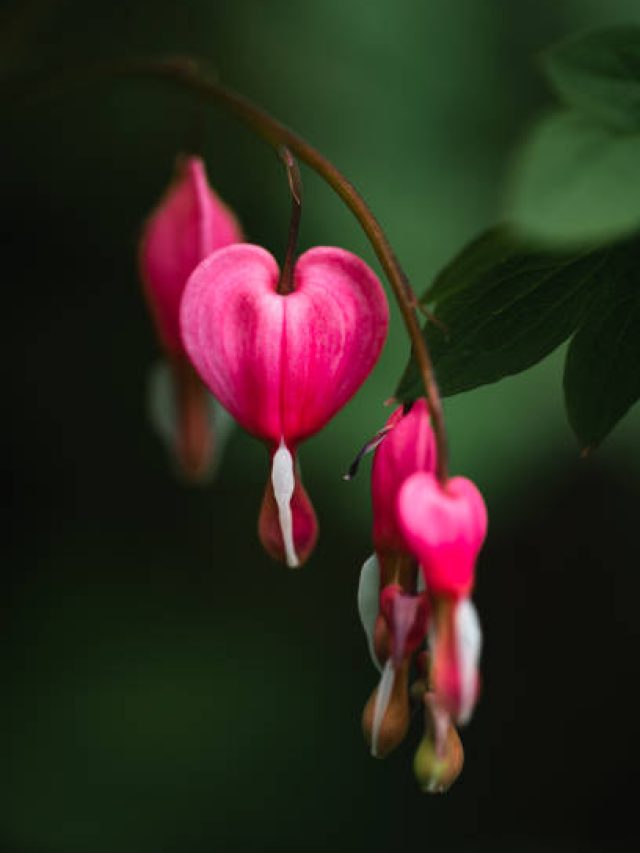 10 Stunning Perennial Flowers That Bloom Every Year