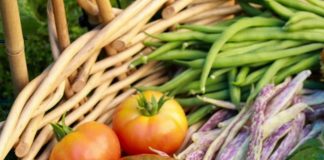 Best Summer Vegetables to Grow in your Kitchen Garden