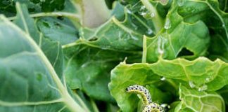 DIY Pest Control for Your Vegetable Garden