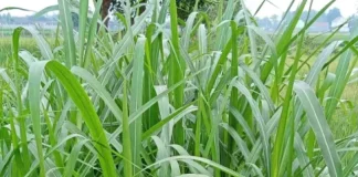 forage crops importance