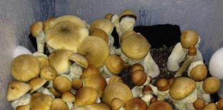 How to Grow Mushrooms at Home in an Indoor Compost Bin