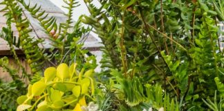 Container Gardening Tips to Increase The Garden Space