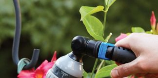 Best Time to Water Plants for Healthy Growth