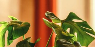 Find Out 9 Best Low-Light Indoor Plants For Your Home