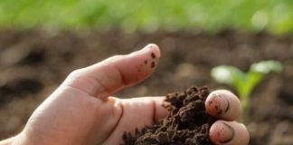 Incredible Benefits of Organic Farming for Soil Health