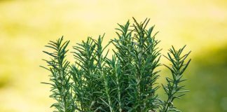 Top Six Indoor Plants to Repel Mosquitoes Naturally