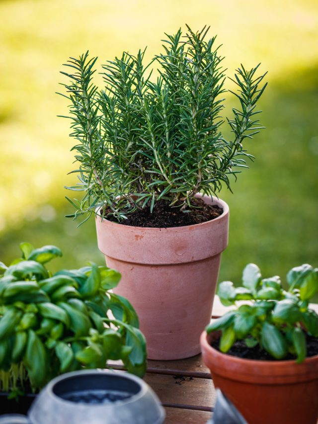 Top Six Indoor Plants to Repel Mosquitoes Naturally