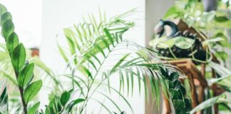 9 Low Maintenance Plants That are Perfect for Beginners