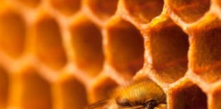 how honey is made by bees