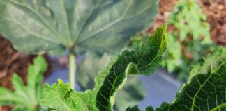 Saving Bhendi- Shielding Crops from Yellow Vein Virus