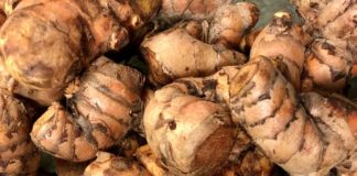 Turmeric Farming Made Simple- Planting, Care, and Harvest