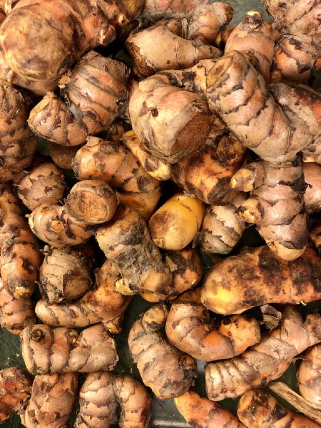 Turmeric Farming Made Simple: Planting, Care, and Harvest