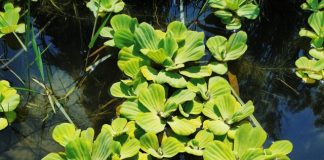 Duckweed Farming: A Small Plant That Yields Big Profits