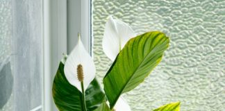 top air purifying plants for home
